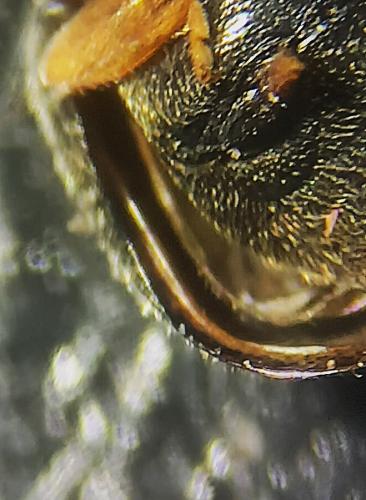Scymnus sp.